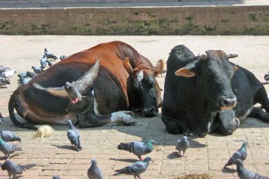 Durbar Square - Holy Cows