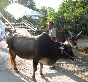 Ox Car to Tharu Village