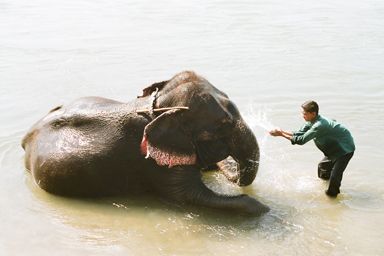 Elephant Bathing
