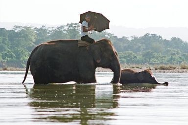 Elephants X-ing