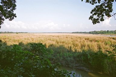 Jungle Walk