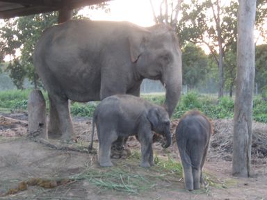 Elephant Breeding Centre - Twin male calves with mother