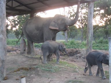 Elephant Breeding Centre - 1 4/5 male calves with mother