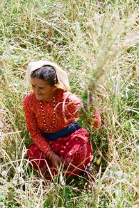 Naudanda Working Woman II