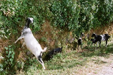 Nagarkot Goats